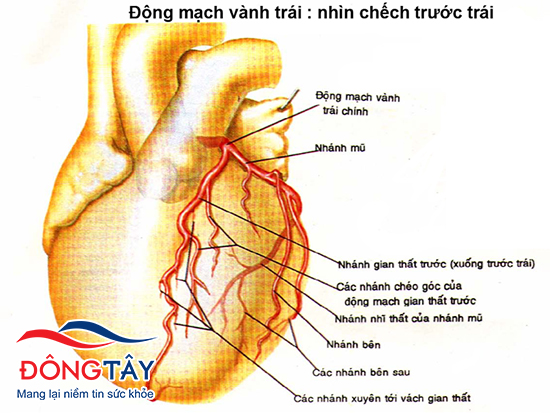 Hình ảnh mô tả các nhánh của động mạch vành trái